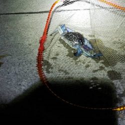 アオリイカなど